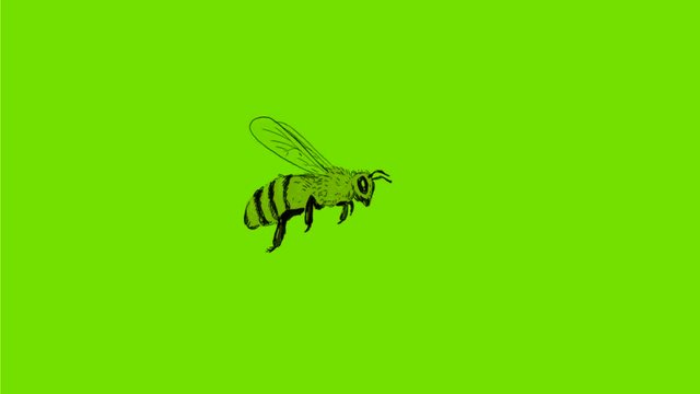2d Animation motion graphics showing a drawing of a bee, bumblebee or honeybee flying from side to side   on white screen in HD 720 high definition.