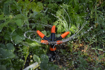 Watering strawberries with a rotating sprinkler. Watering in the garden
