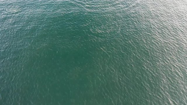 Dolphins swimming and jumping out of the water. Filmed with a drone.