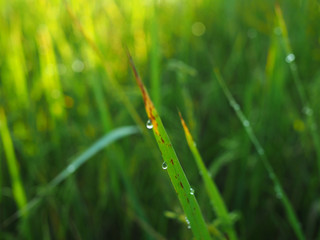 droplet water on rice leaf 