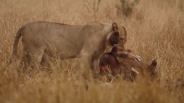 This clip is of a lioness busy eating on a giraffe carcass.