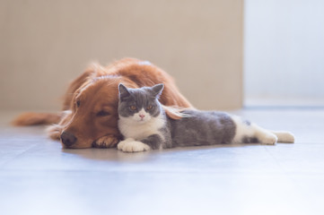 Golden retriever and British short Hairy Cat