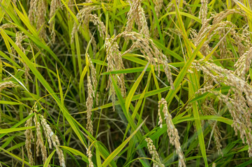 旧北国街道海野宿（長野県東御市）