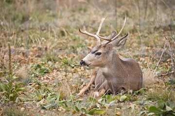 deer