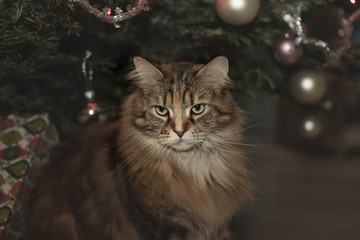 cat standing near the Christmas tree