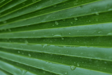 Abstract nature background. Cropped shot of green leaves. Closing beautiful natural green leaf background texture. Natural background textures.