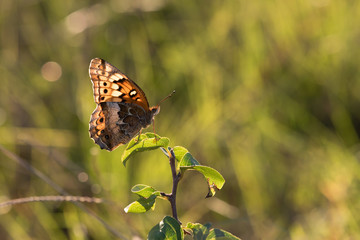 Back Lit Variegated Fritillary Butterfly Profile in Warm Evening Sun