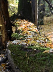Autumn forest