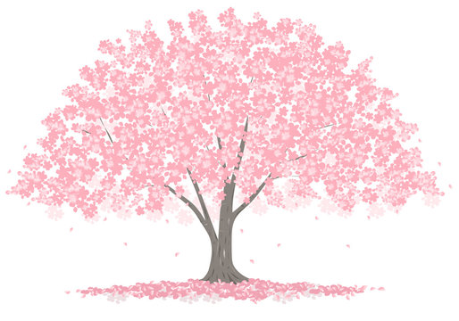 大きな桜の木
