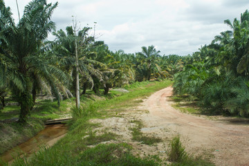 Malaysia Palm Trees Dirt Road