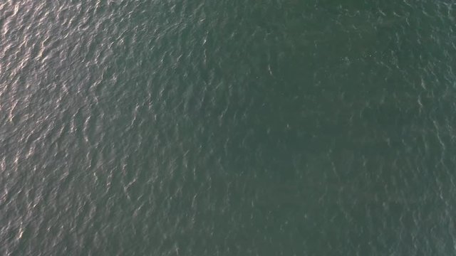 Dolphins diving in the ocean near Belmar, New Jersey.