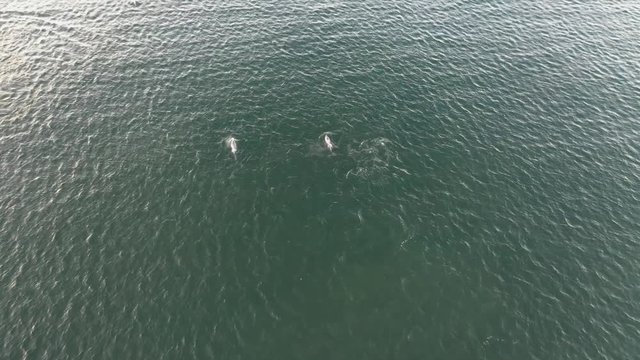 A couple of dolphin filmed with a drone at the coast of Belmar, New Jersey.