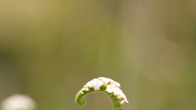 Alacransillo