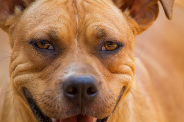 Homeless looking dog (Watch out dog)