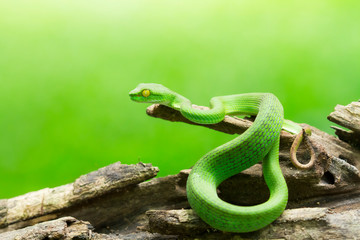 Snake in nature,Green or Asian pit viper,Trimeresurus (Viperidae)