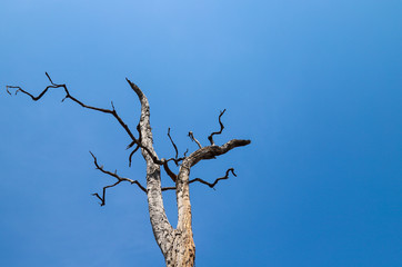 Closeup of dead tree in the deforested mountainous area in tropical zone with blue sky.