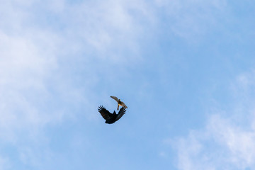 危うし！チョウゲンボウとカラスの攻防戦