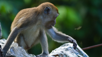 Monkey Sitting on Trash
