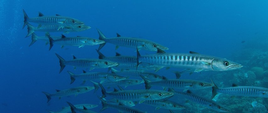 Large School of Chevron Barracuda fish or Sawtooth Barracuda (Sphyraena putnamae), Indonesia
