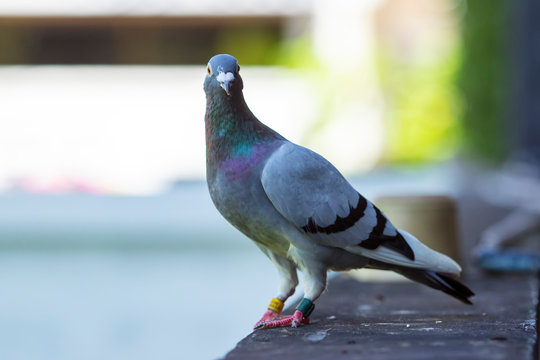 full body of speed racing pigeon bird standing outdoor