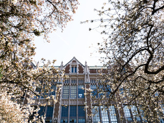 Fototapeta na wymiar Cherry trees blossoming at university campus - Seattle, WA, USA