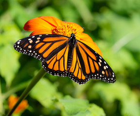 Monarch butterfly (Danaus plexippus) feeding on Mexican sunflower in the fall, showing the upper side of the wings. Natural green background.