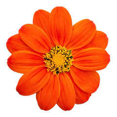 Fototapeta premium Mexican Sunflower (Tithonia rotundifolia) isolated on white background