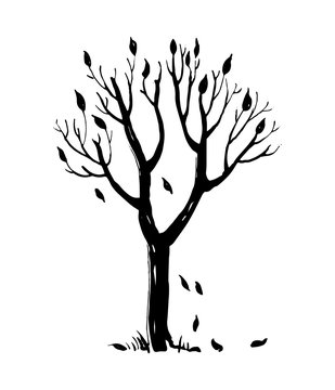 Hand drawn autumn tree silhouette with falling leaves. Ink vector illustration isolated on white background.