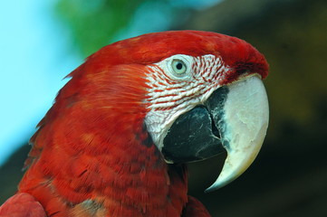 red macaw