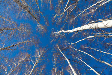 Birch autumn forest in autumn on a sunny day against the blue sky