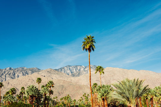 Palm trees in Palm Springs, California.
