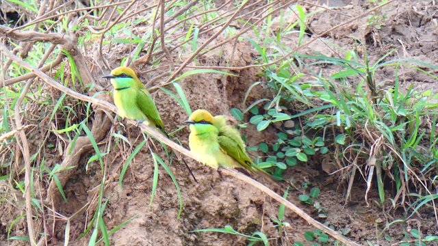 Bee Hunter birds.