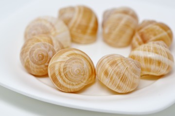 料理用のエスカルゴの殻