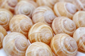 料理用のエスカルゴの殻