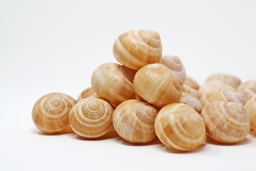 料理用のエスカルゴの殻