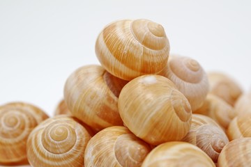 料理用のエスカルゴの殻