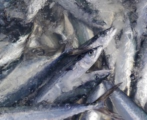 獲れたての新鮮な鰆