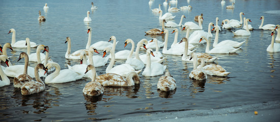 lot of swans on the lake