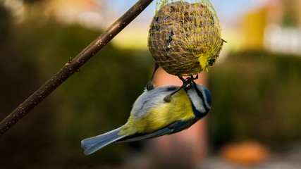 Blue tit in our garden