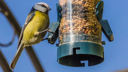 Blue tit in our garden