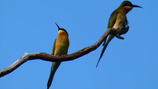 Bee Hunter birds