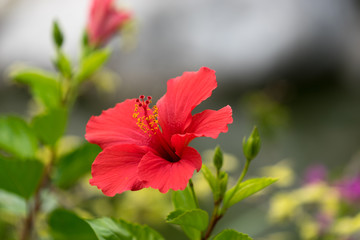 Red hibiscus flower on blurred green background with bokeh. Russia, Sochi.