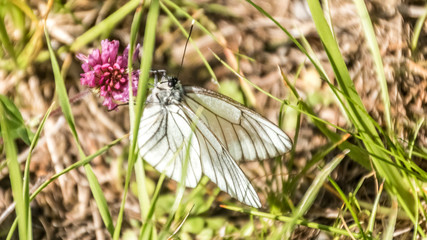Black-veined white butterfly macro on flower