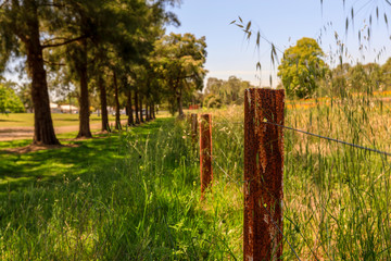 rusty fence in the forest