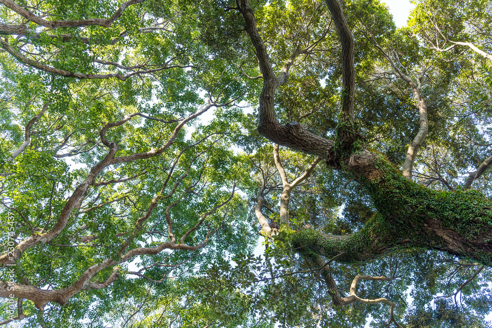 Canvas Prints low angle view of the tree
