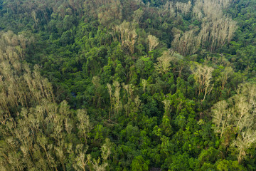 Fototapeta na wymiar Top view of forest