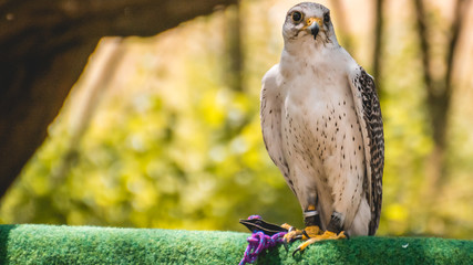 Bird of prey standing