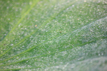 Drops on the lotus leaf,For background.