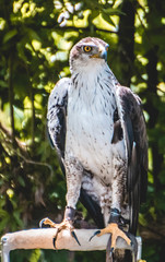 Bird of prey standing