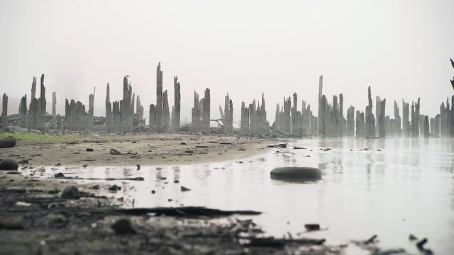 footage of Crow landing on a wooden stump in the distance on a foggy riverside